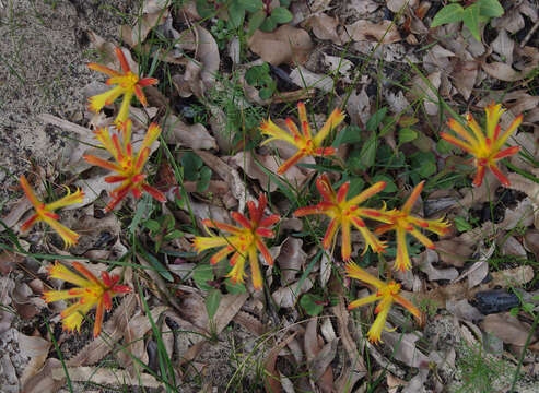 Image of Anigozanthos humilis subsp. humilis