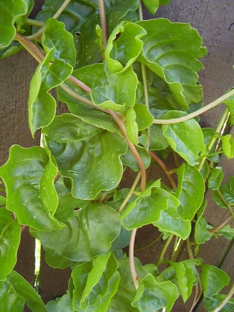 Image of heartleaf madeiravine