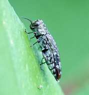 Agrilus occipitalis (Eschscholtz 1822)的圖片