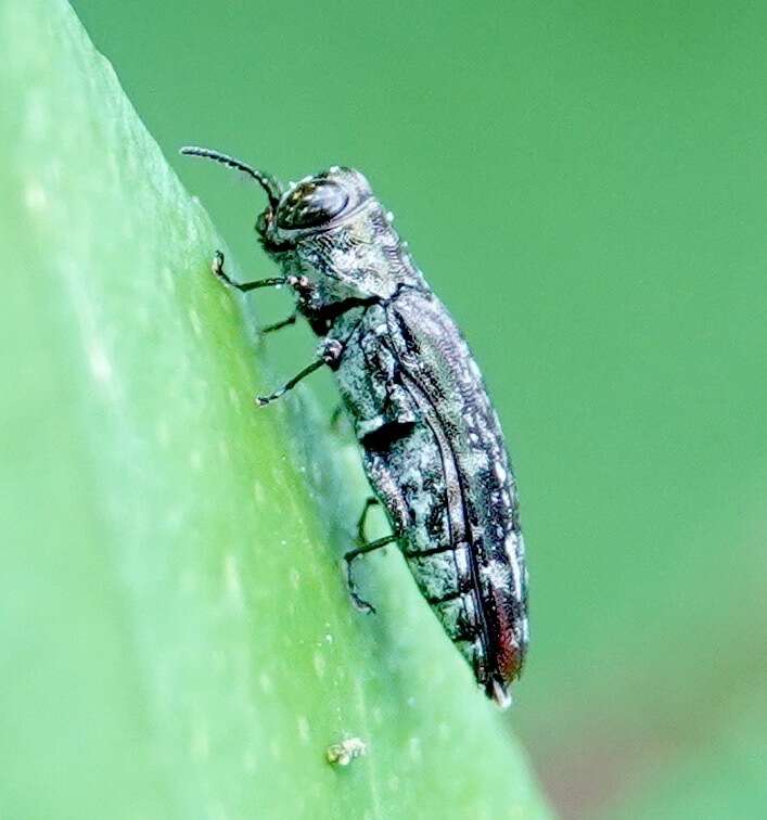 Agrilus occipitalis (Eschscholtz 1822)的圖片