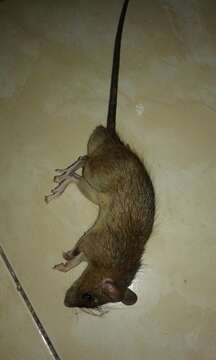 Image of Greater Ricefield Rat