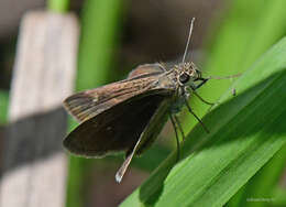 Image of Neamathla Skipper