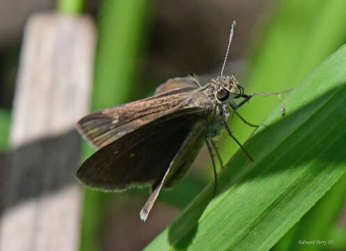 Image of Neamathla Skipper