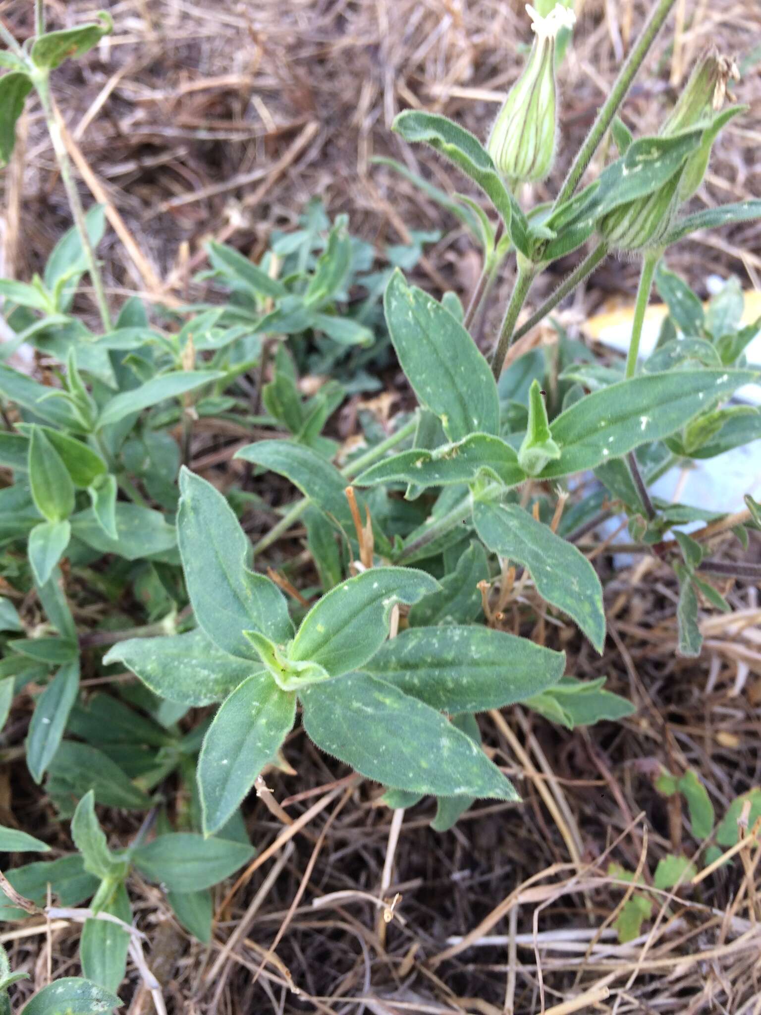 Imagem de Silene latifolia subsp. alba (Miller) Greuter & Burdet