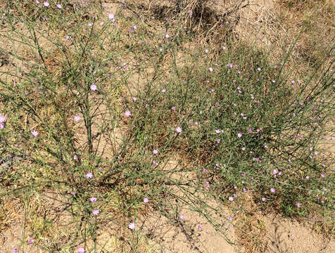 صورة Stephanomeria virgata Benth.