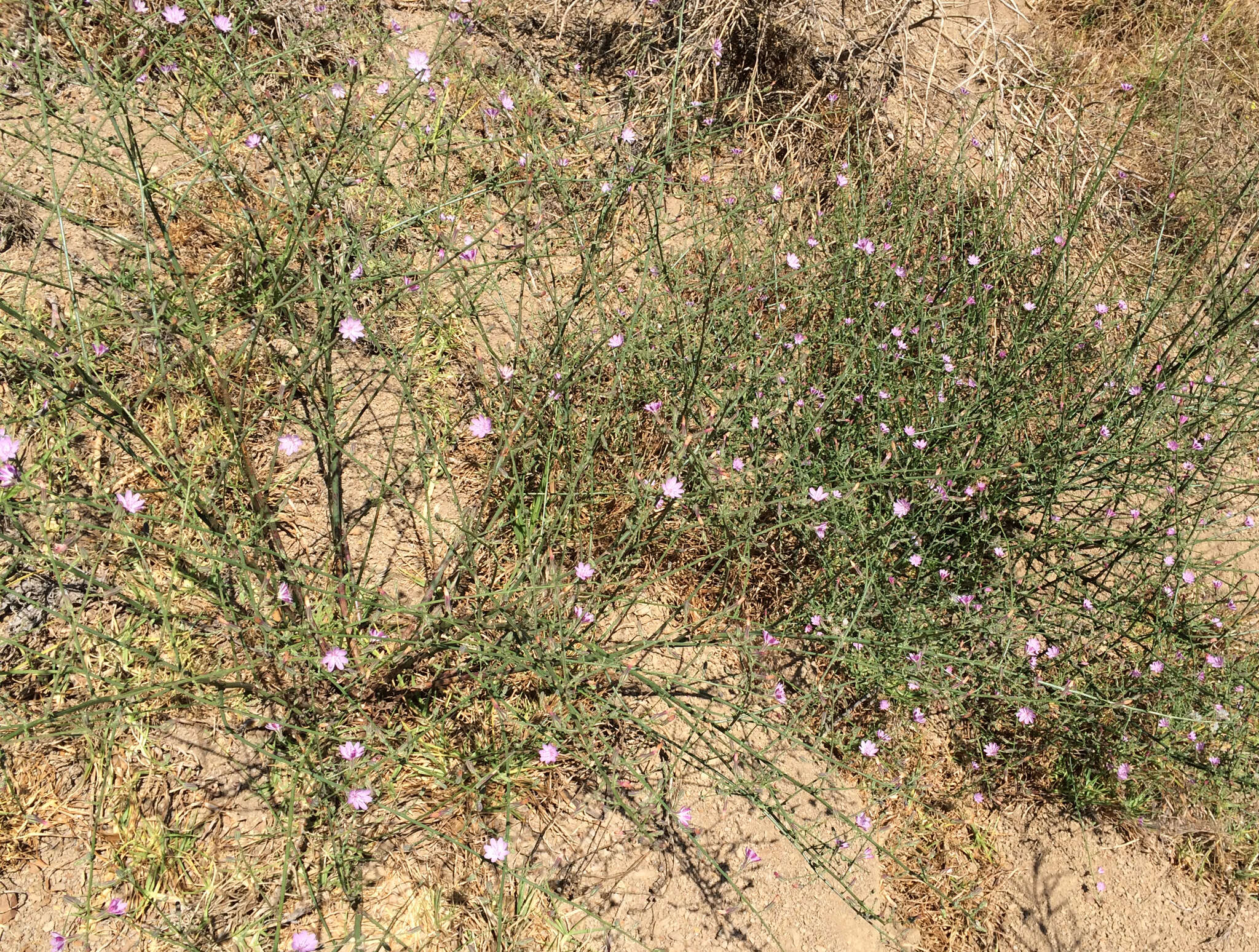 Imagem de Stephanomeria virgata Benth.