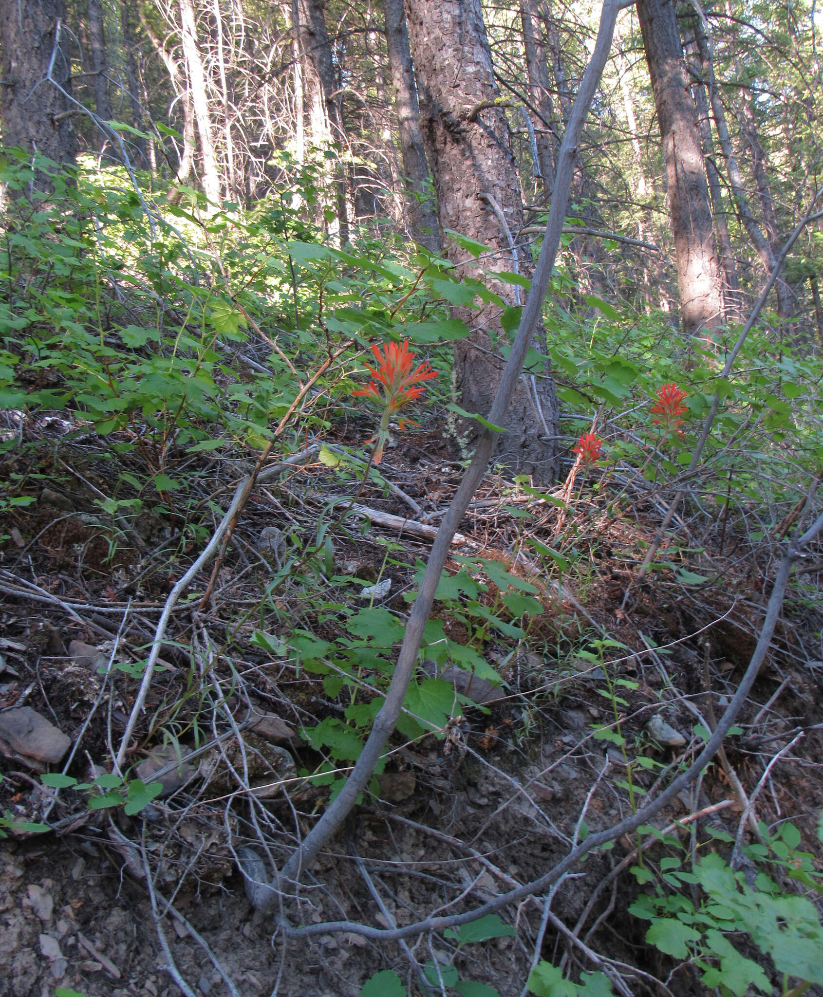 Image of mountainside Indian paintbrush