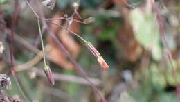 Image of Youngia japonica subsp. monticola