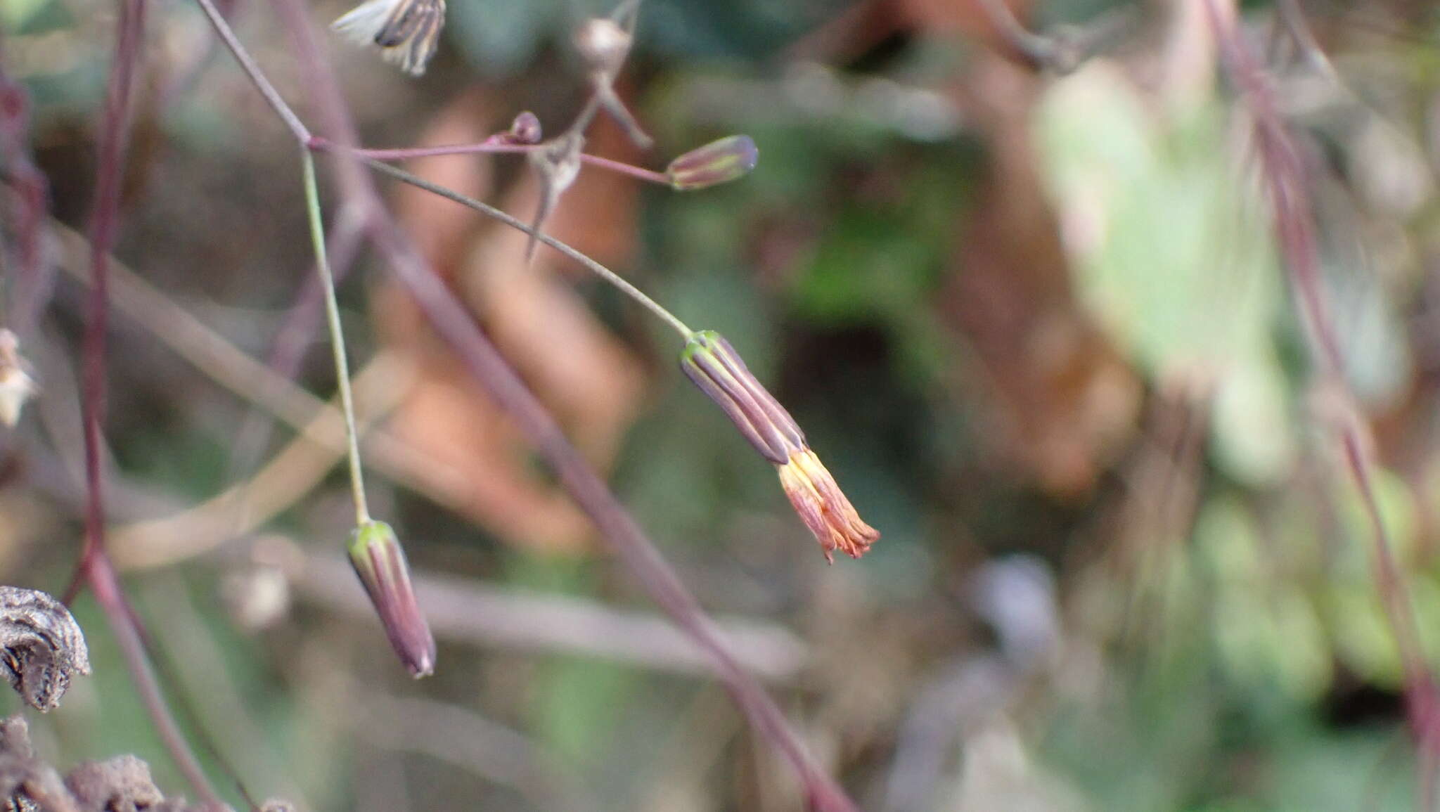 Image of Youngia japonica subsp. monticola