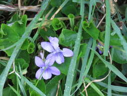 Image of common dog-violet