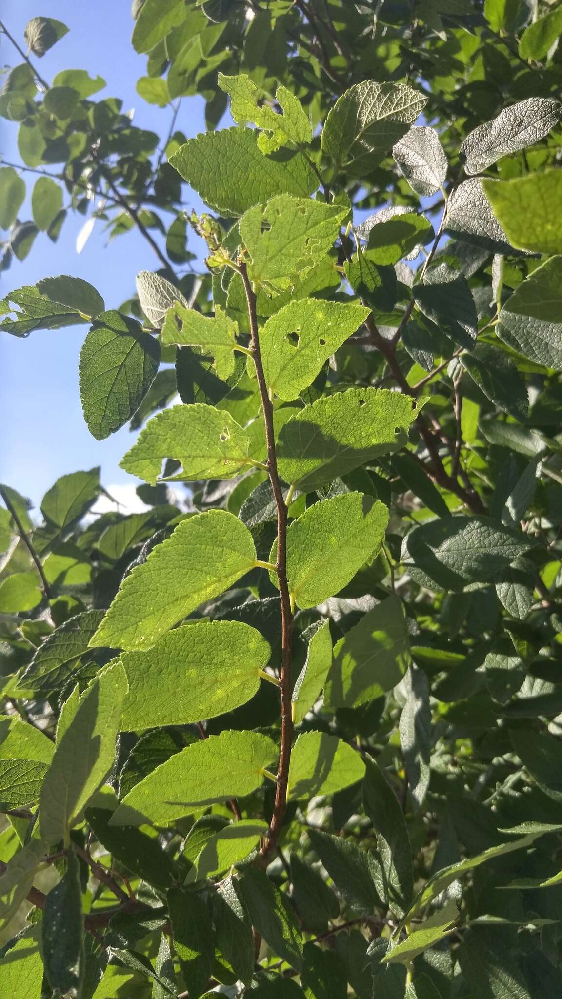 Celtis reticulata Boorsma 1907的圖片