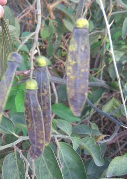 Image of Ventilago denticulata Willd.