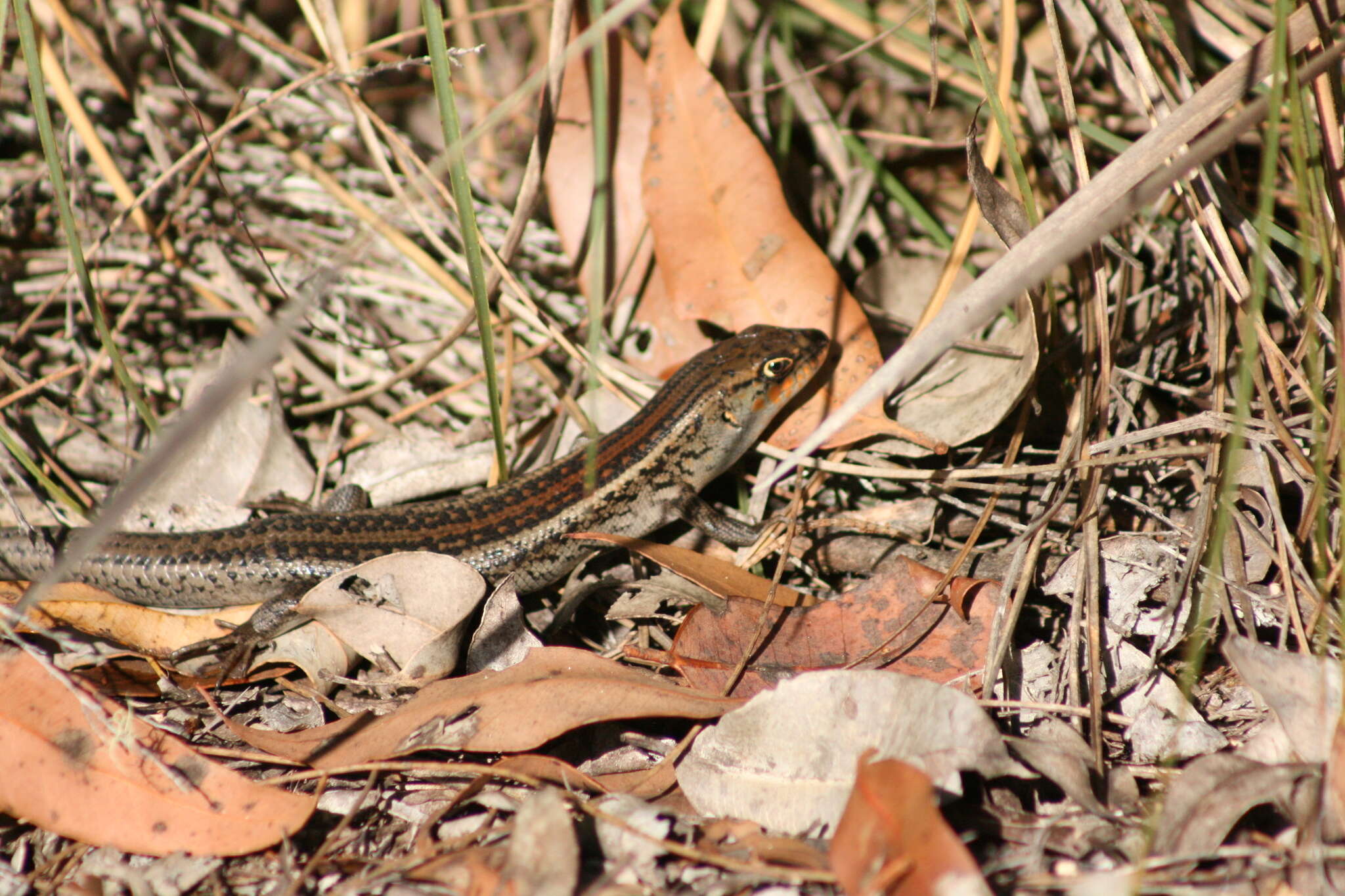 Image of South-western Rock-skink