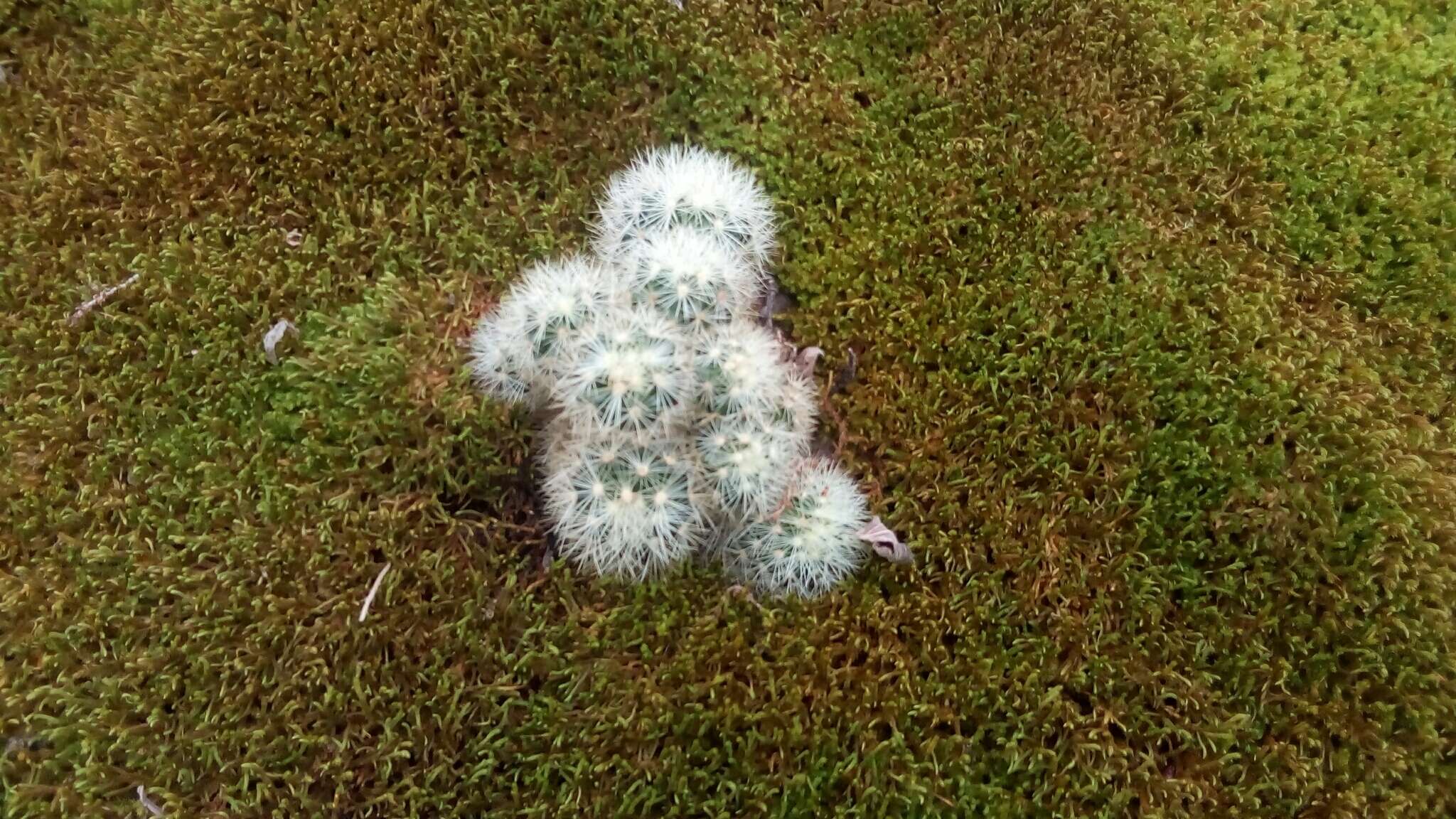 Mammillaria densispina (J. M. Coult.) Orcutt的圖片