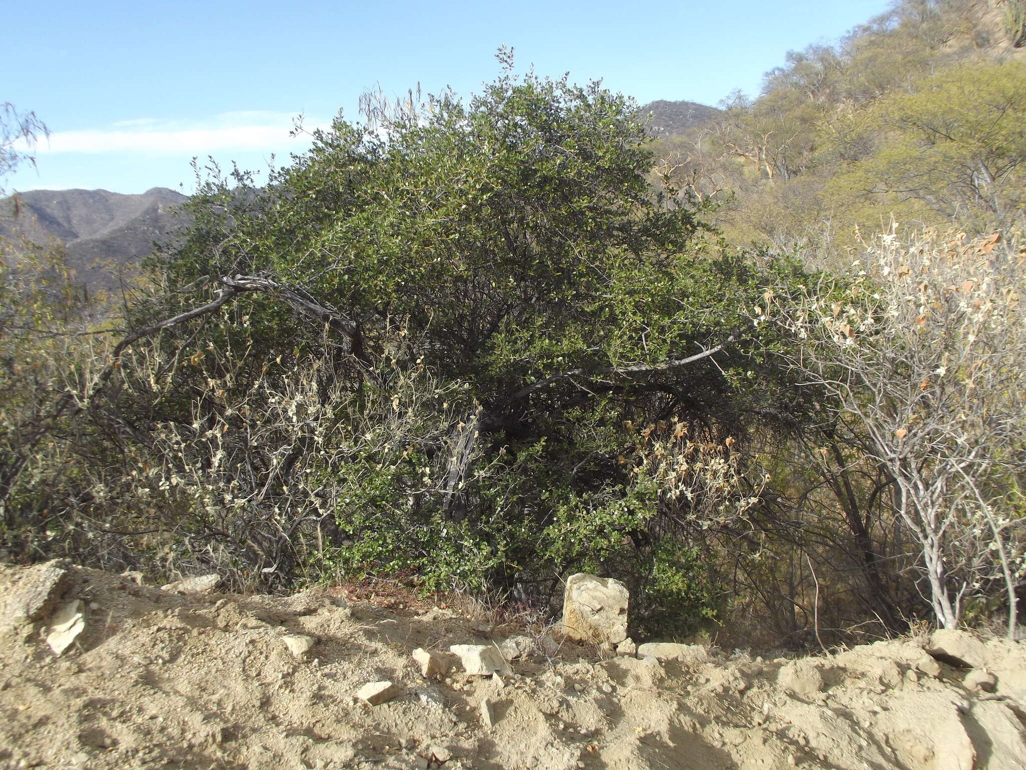 Image of Sideroxylon peninsulare (Brandegee) T. D. Penn.