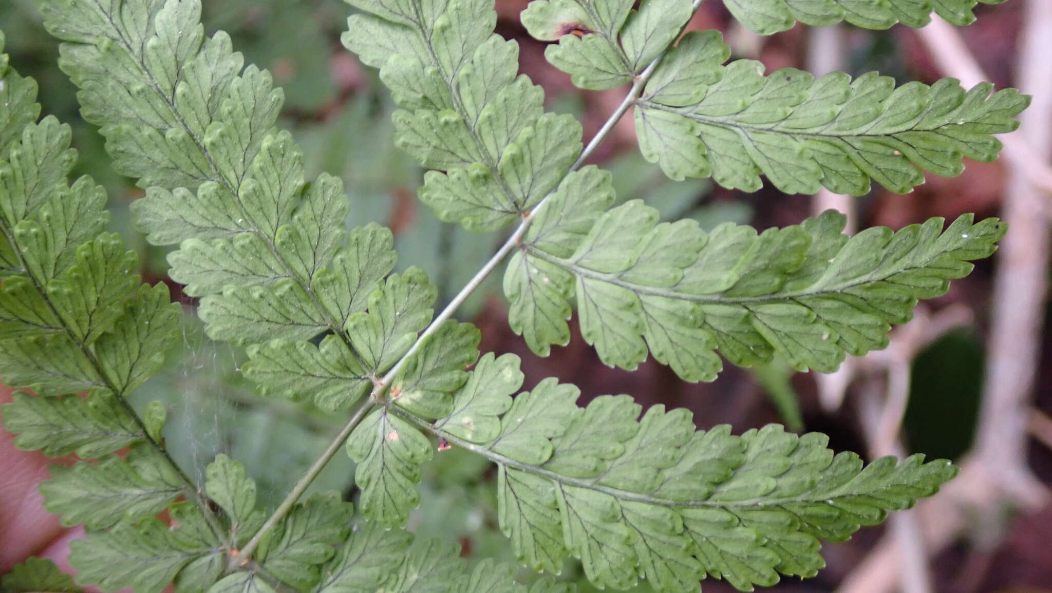 Image of Dryopteris paleolata (Pic. Serm.) Li Bing Zhang