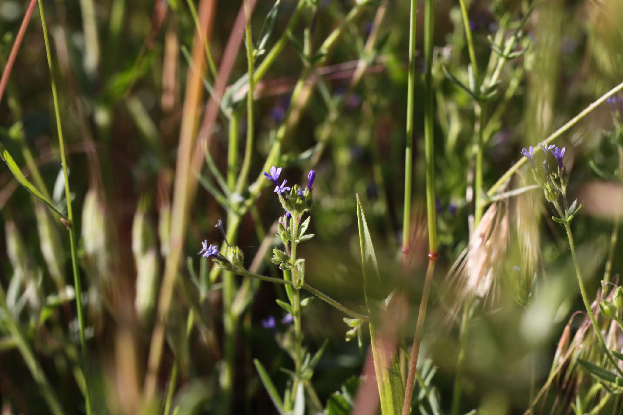 Plancia ëd Allophyllum gilioides subsp. gilioides