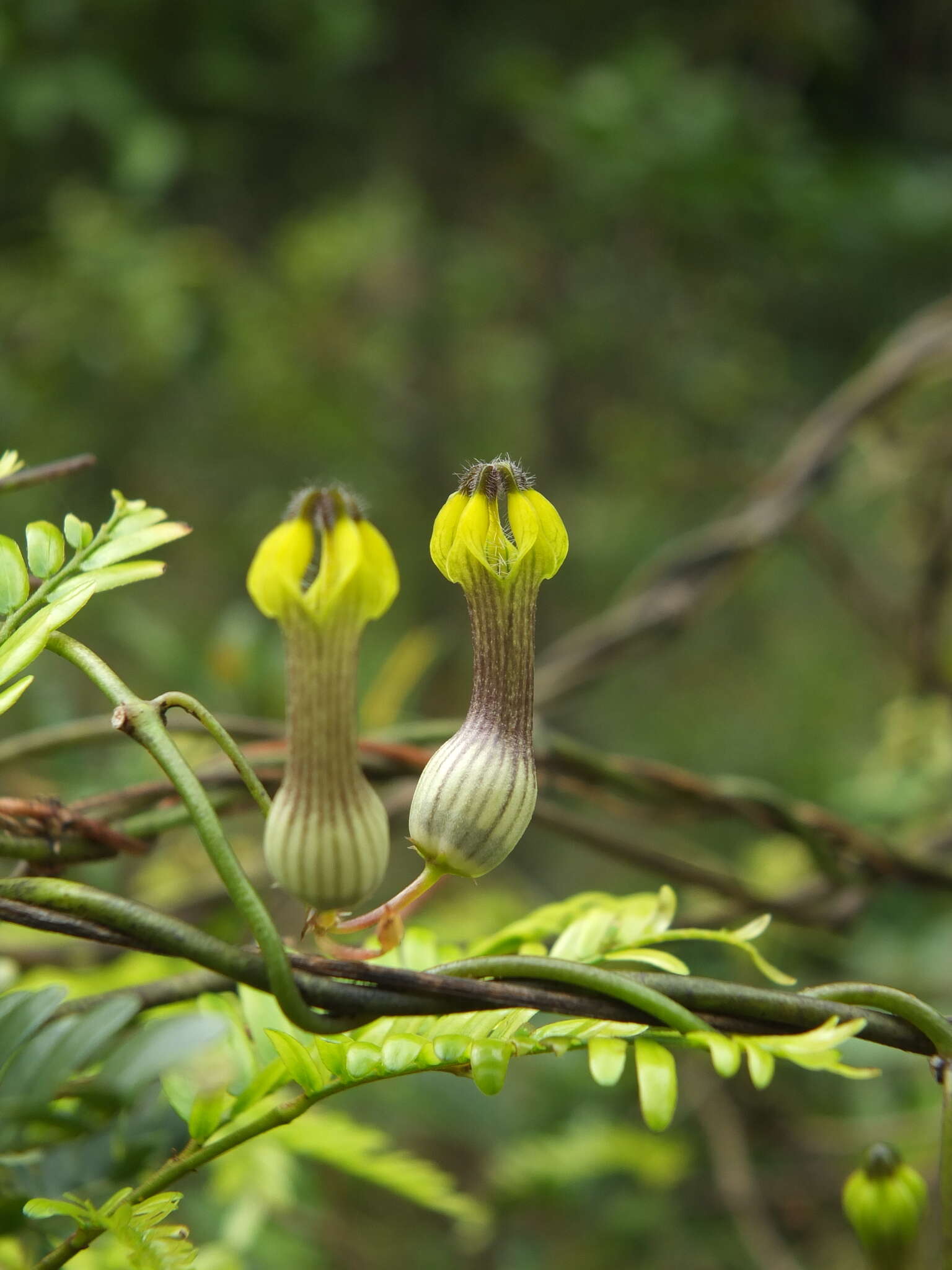 Image of Ceropegia candelabrum subsp. candelabrum