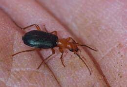 Image of Bombardier beetle