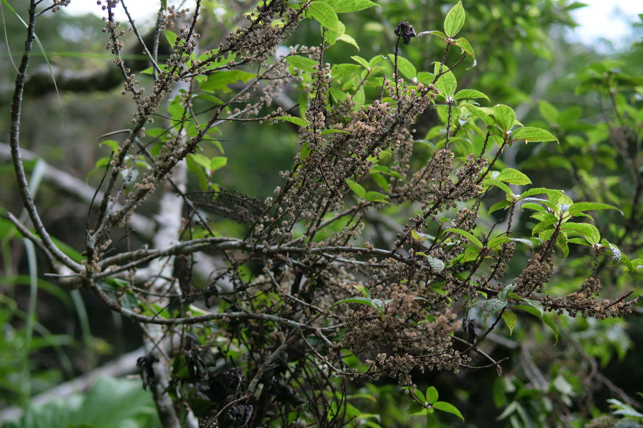 Imagem de Oreocnide pedunculata (Shirai) Masam.