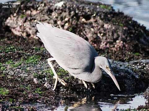 Image of Eastern Reef Egret