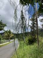 Image of Wand Jaboncillo