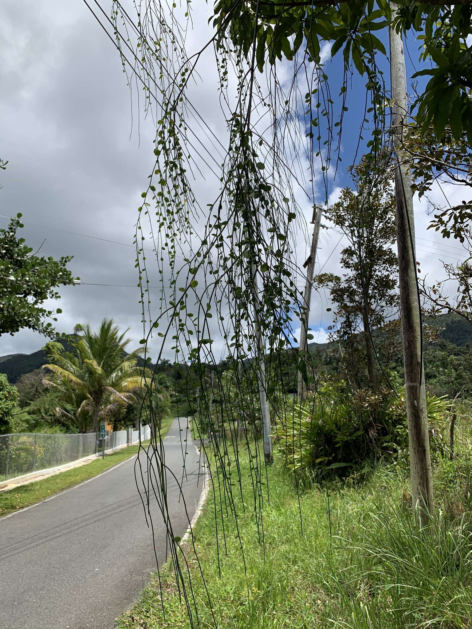 Image of Wand Jaboncillo