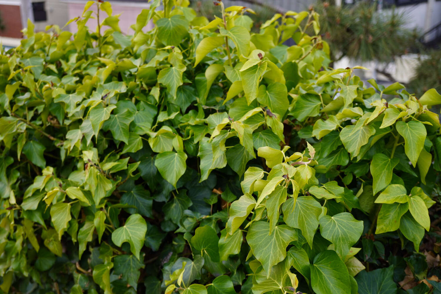 Image of Hedera rhombea (Miq.) Paul