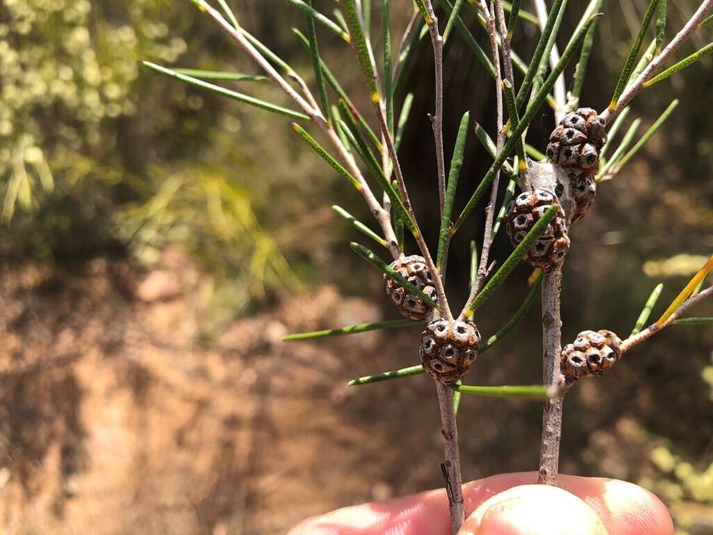 Image of broom honeymyrtle