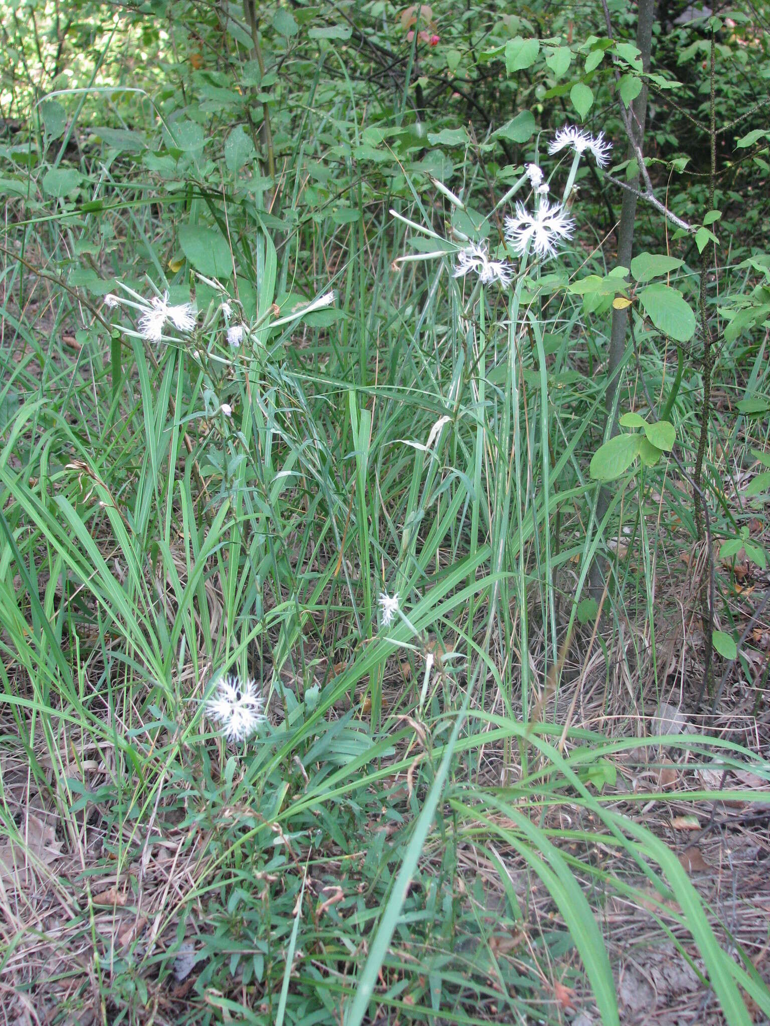 Image of Dianthus superbus subsp. stenocalyx (Trautv.) Kleopow