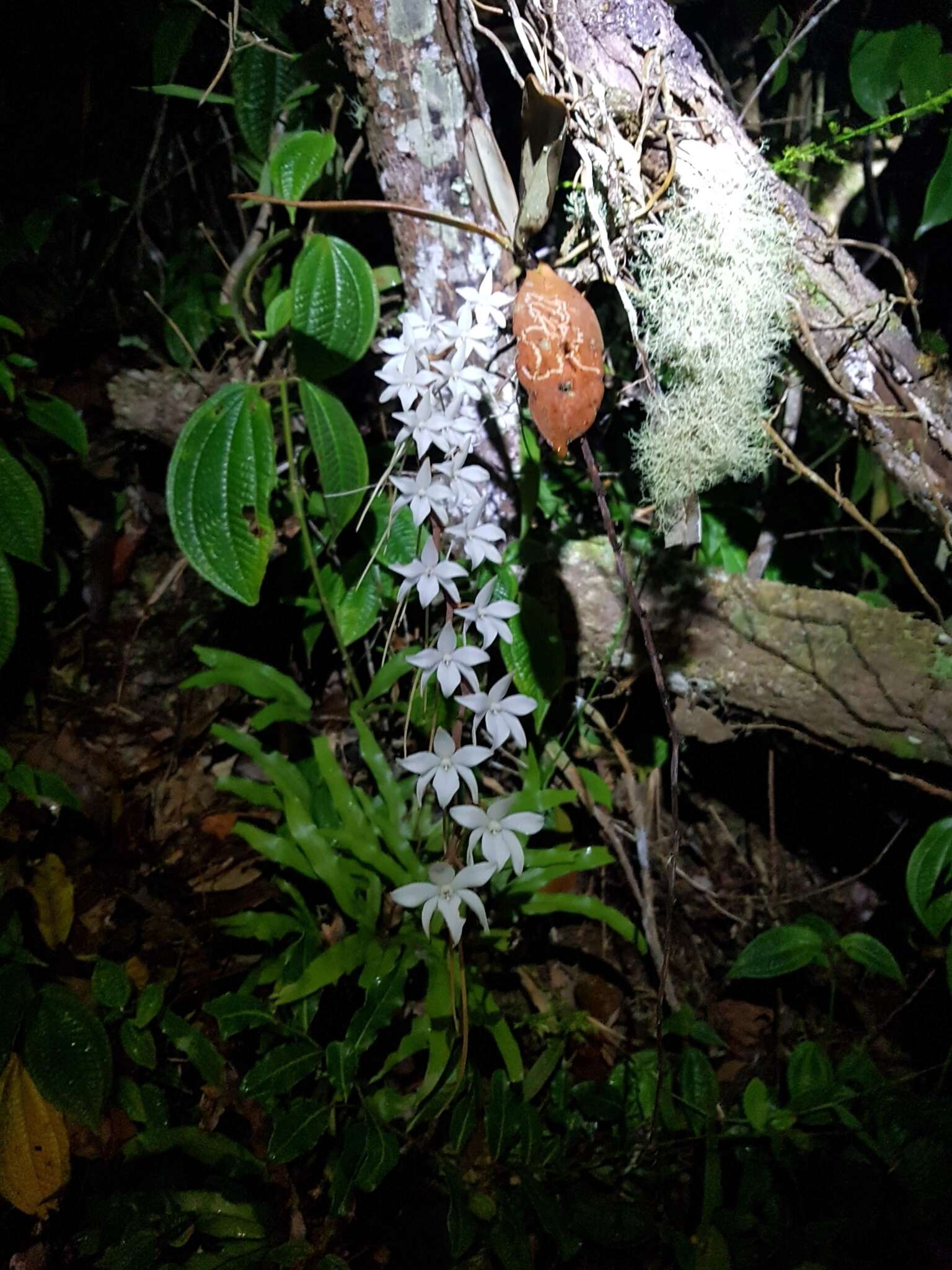 Image of Aerangis articulata (Rchb. fil.) Schltr.