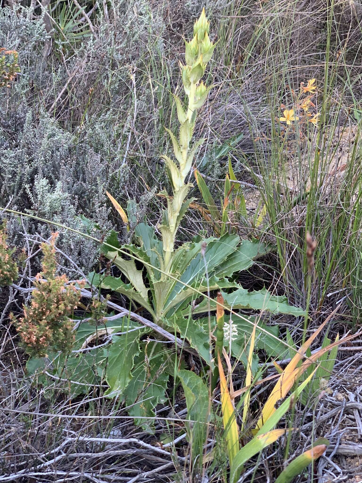 Image of Berkheya armata (Vahl) Druce