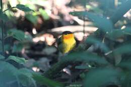 Image of Orange-collared Manakin