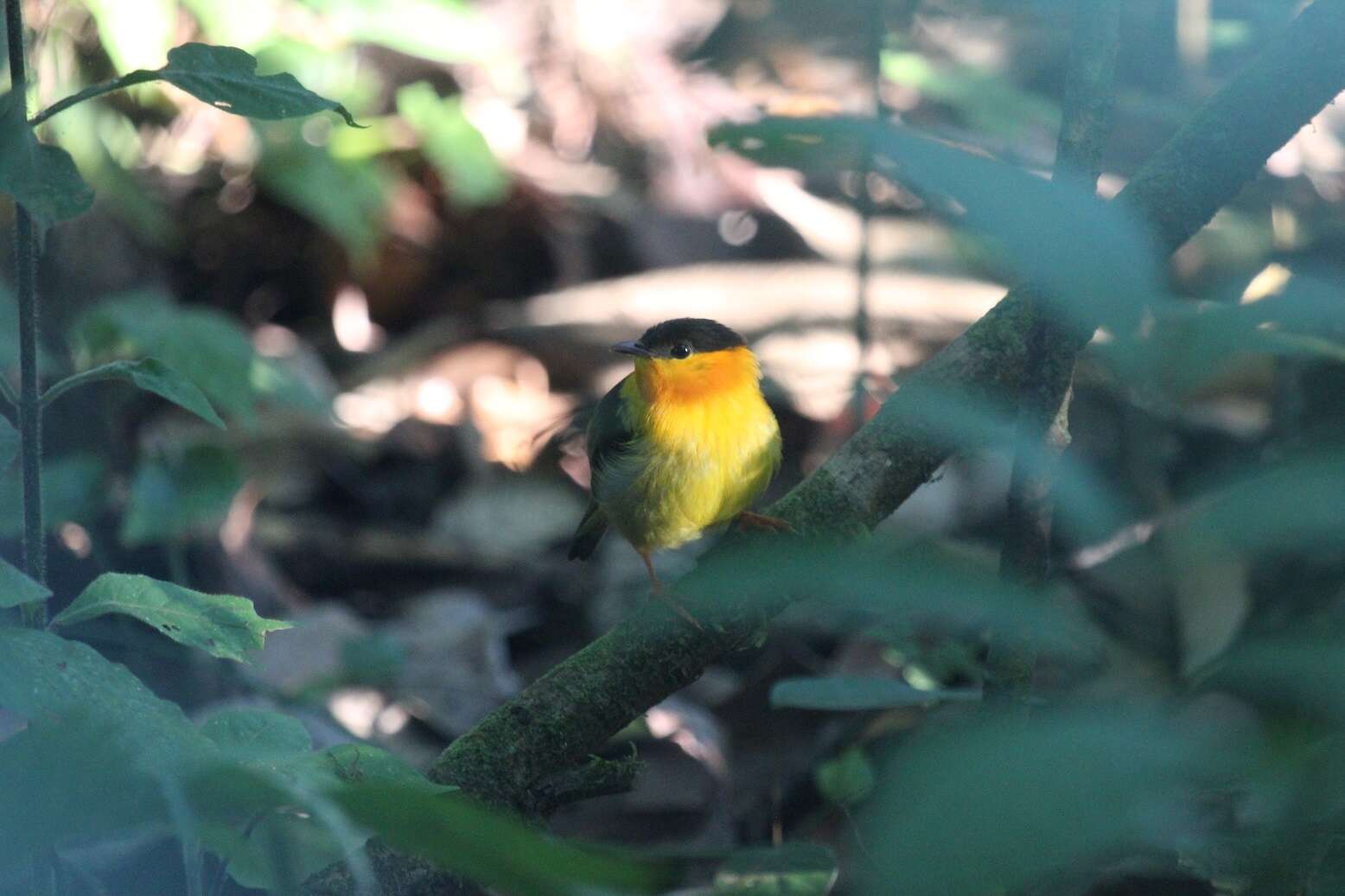 Image of Orange-collared Manakin