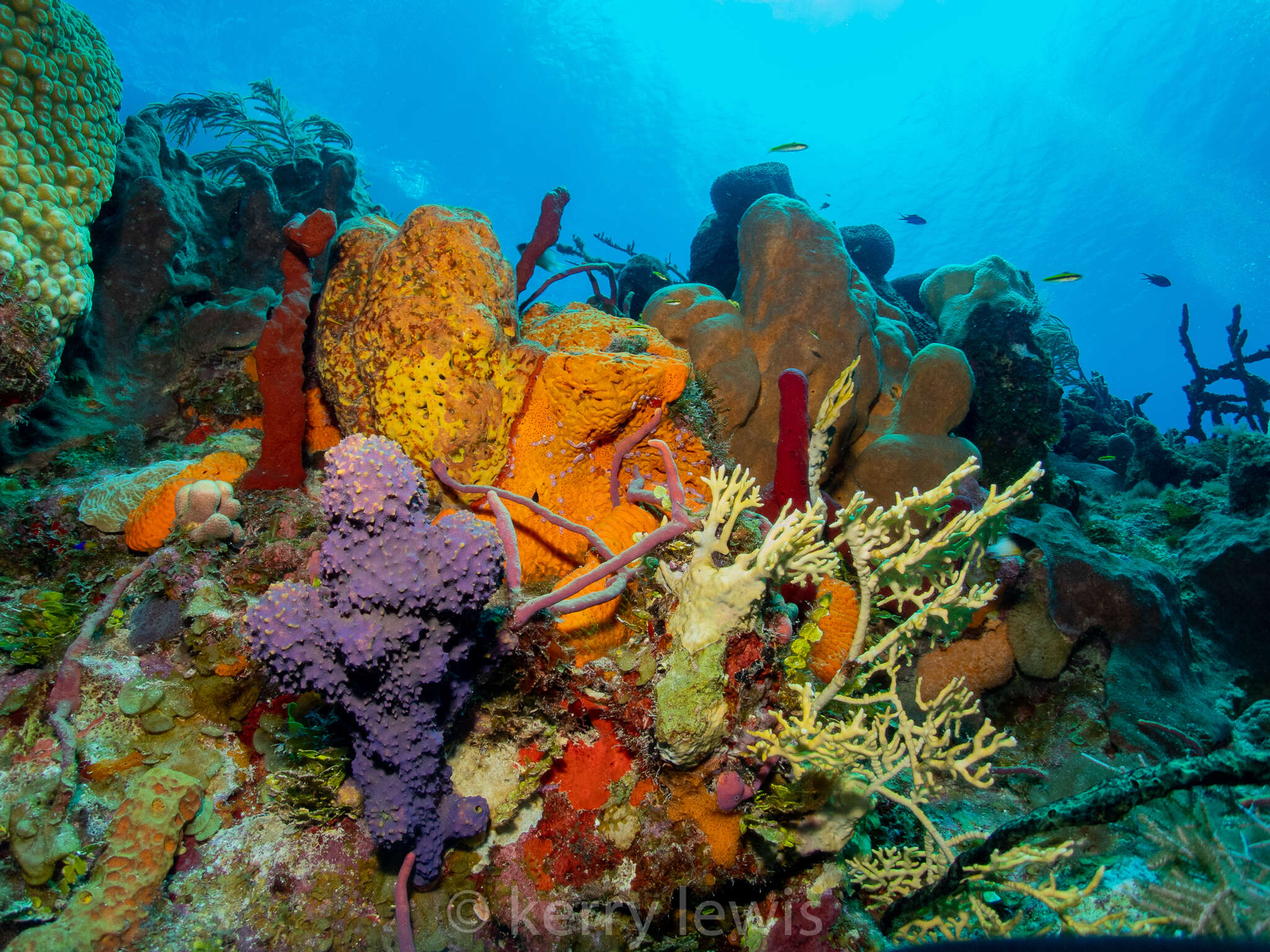 Image of orange elephant ear sponge