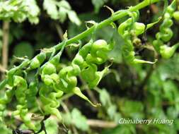 Image of Corydalis ophiocarpa Hook. fil. & Thomson