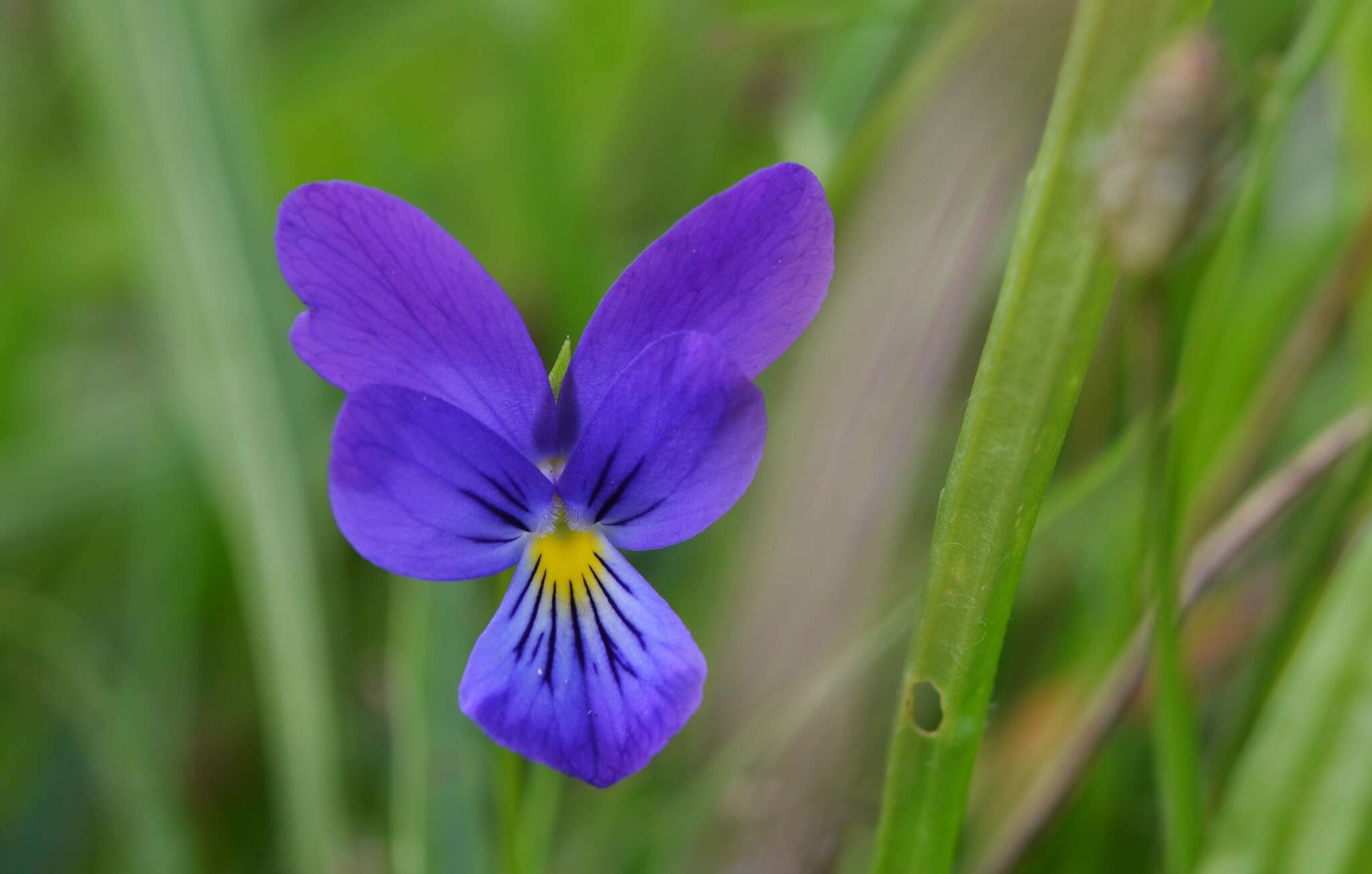 Image of <i>Viola lutea</i> var. <i>westfalica</i> A. A. H. Schulz