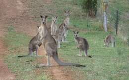 Image of kangaroo