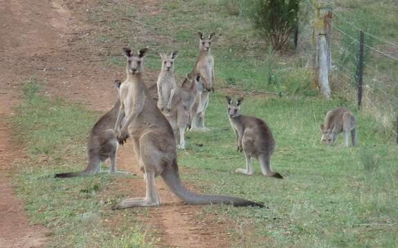 Image of kangaroo