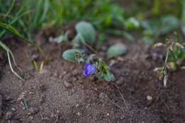 Image of North Coast phacelia