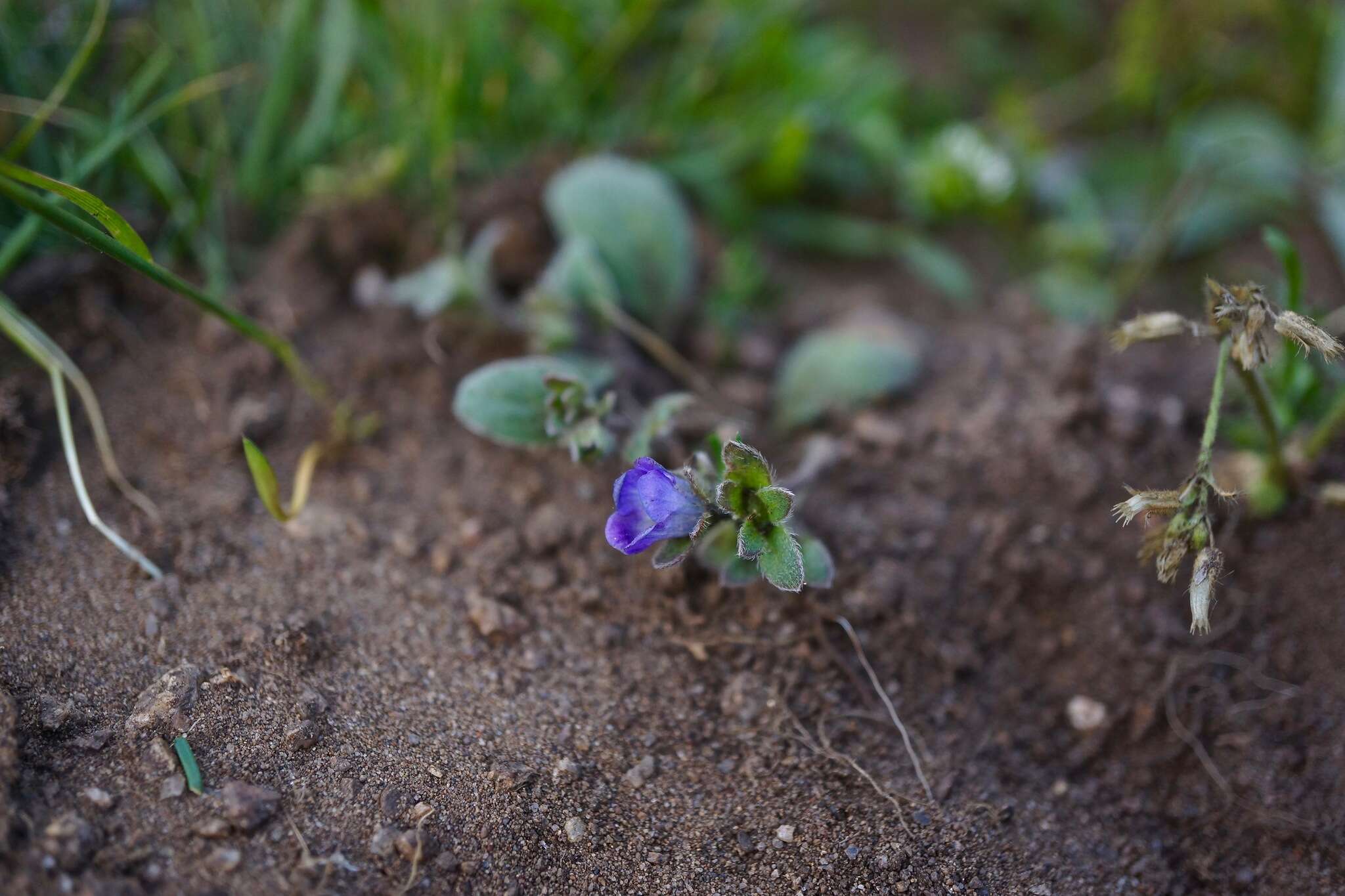 Image of North Coast phacelia