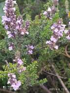 Clinopodium fasciculatum (Benth.) Govaerts的圖片