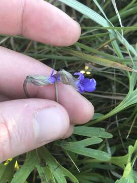 Image of prairie violet