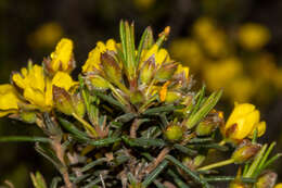 Image of Hibbertia fasciculiflora K. R. Thiele