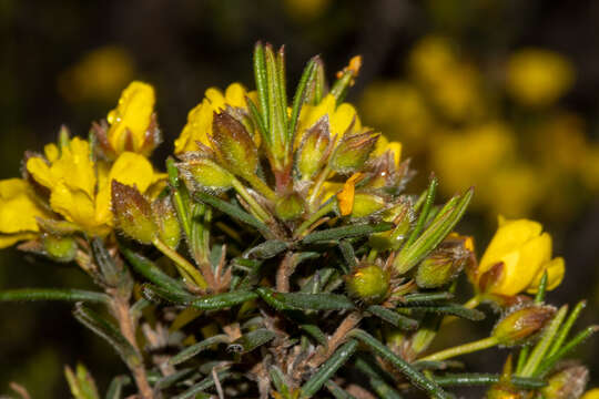 Image of Hibbertia fasciculiflora K. R. Thiele