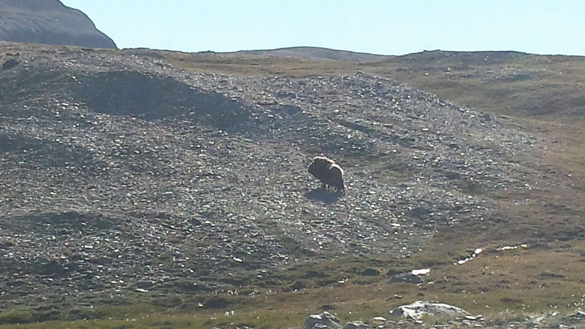 Image of muskox