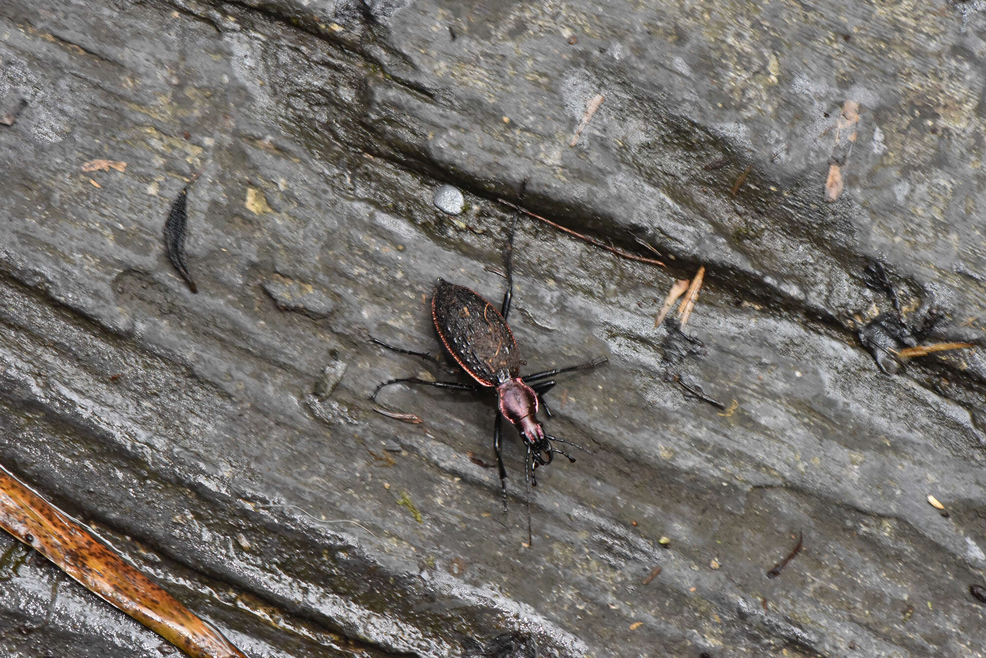 Image of Carabus (Coptolabrus) nankotaizanus Kano 1932