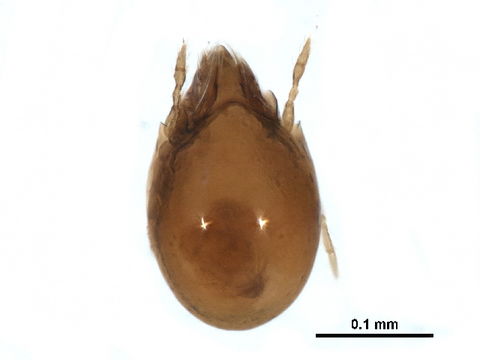 Image of <i><i>Ceratozetes</i></i> (Ceratozetes) <i>cuspidatus</i> Jacot 1939