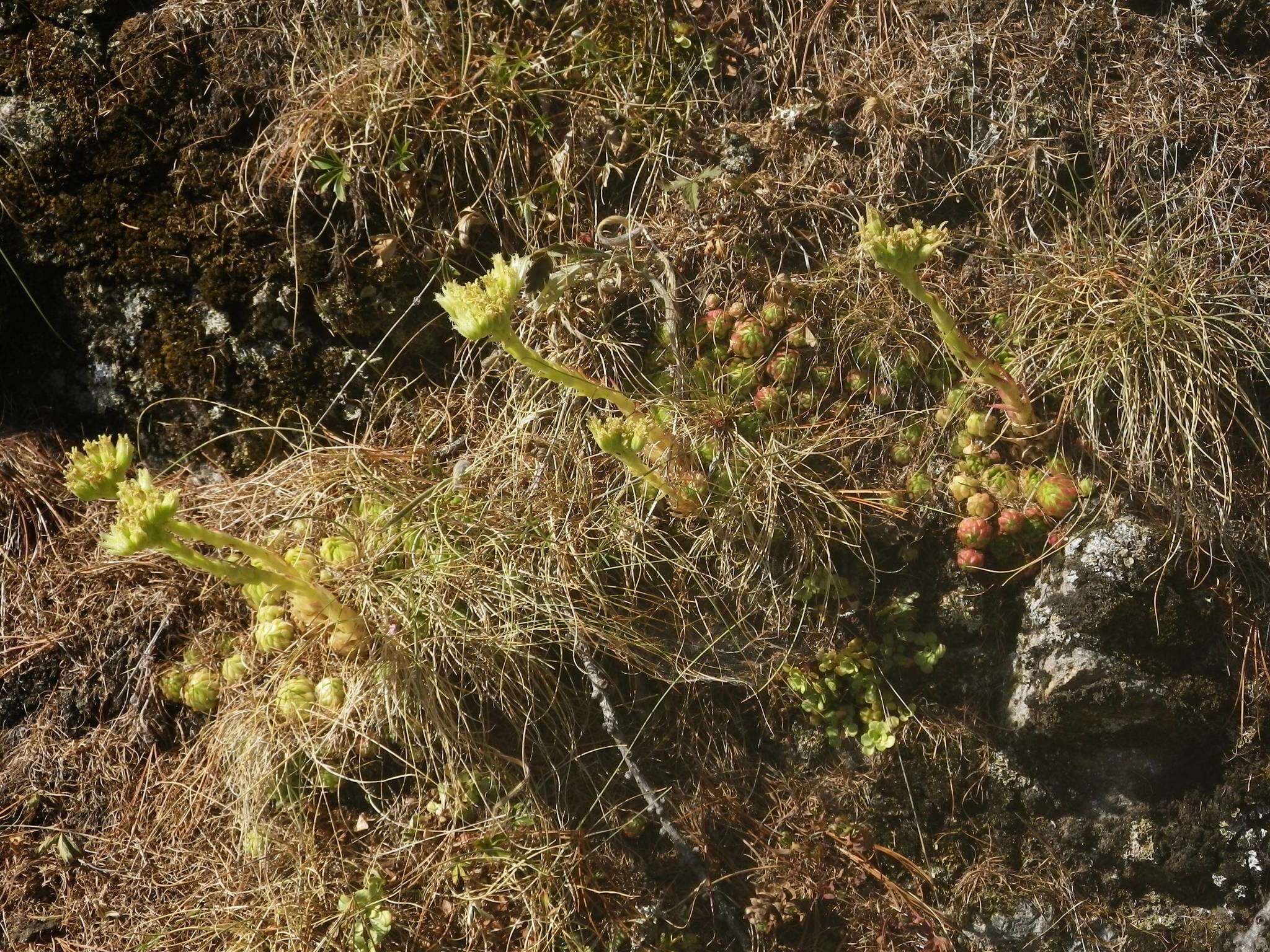 Imagem de Sempervivum globiferum subsp. allionii (Jord. & Fourr) H.