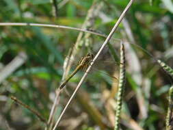 Image of Erythrodiplax nigricans (Rambur 1842)